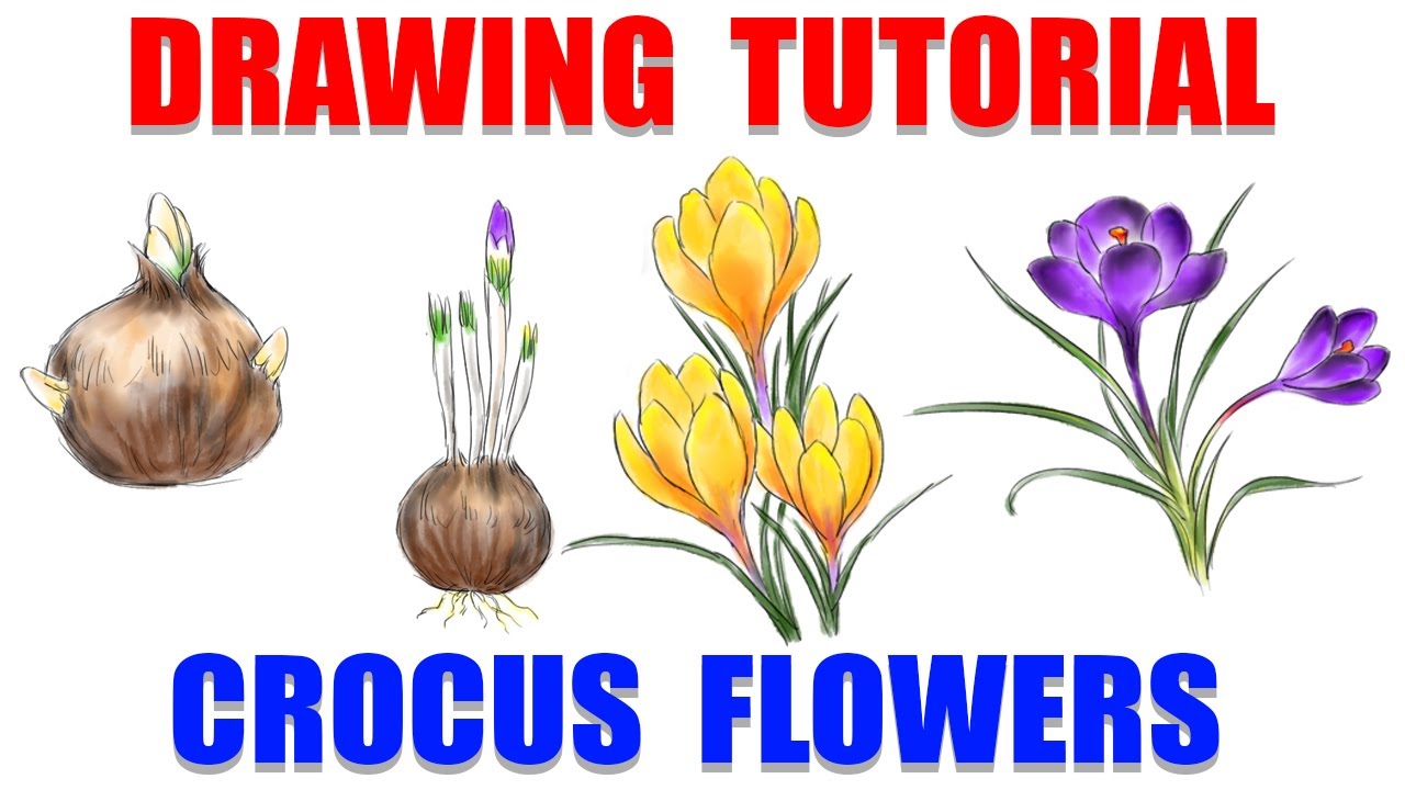 DRAWING TUTORIAL CROCUS FLOWERS | Crocus flower drawing watercolour ...