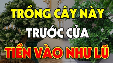 Nghèo Cỡ Nào Cũng Đổi Đời Giàu Nhanh Nhờ Trồng 5 Cây Này Trước Nhà, Tiền Bạc Kéo Vào Àm Ầm