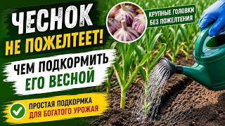 Чем ПОДКОРМИТЬ ЧЕСНОК ВЕСНОЙ, чтобы не желтел и дал богатый урожай screenshot 5