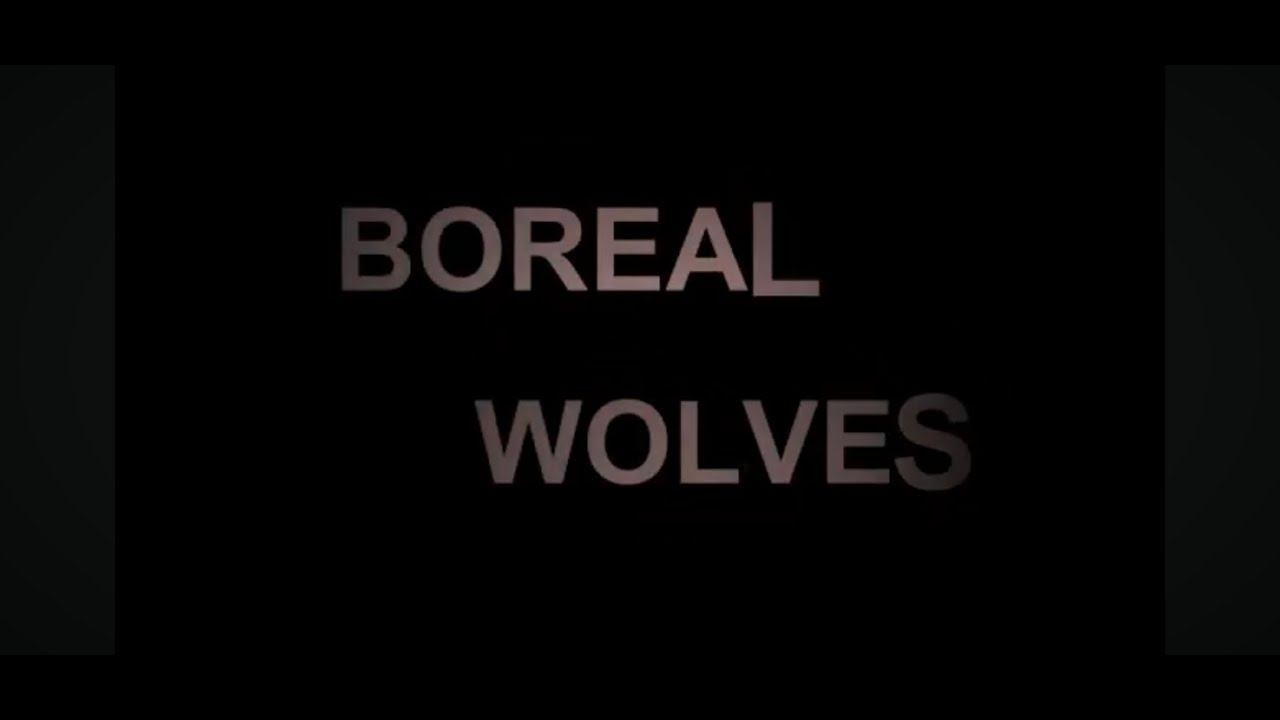 Boreal Wolves