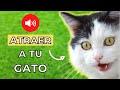 Maullido para Atraer a tu Gato (Garantizado) 🐈💨