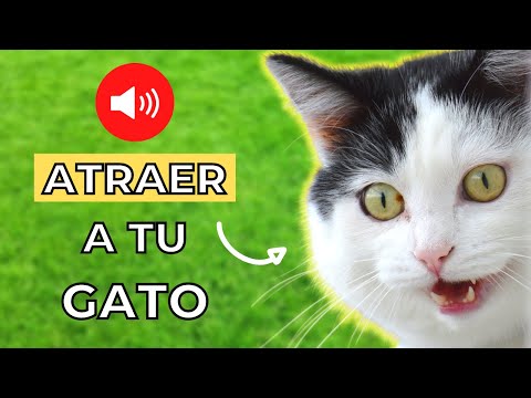 Video: ¿Los gatos entienden tus maullidos?