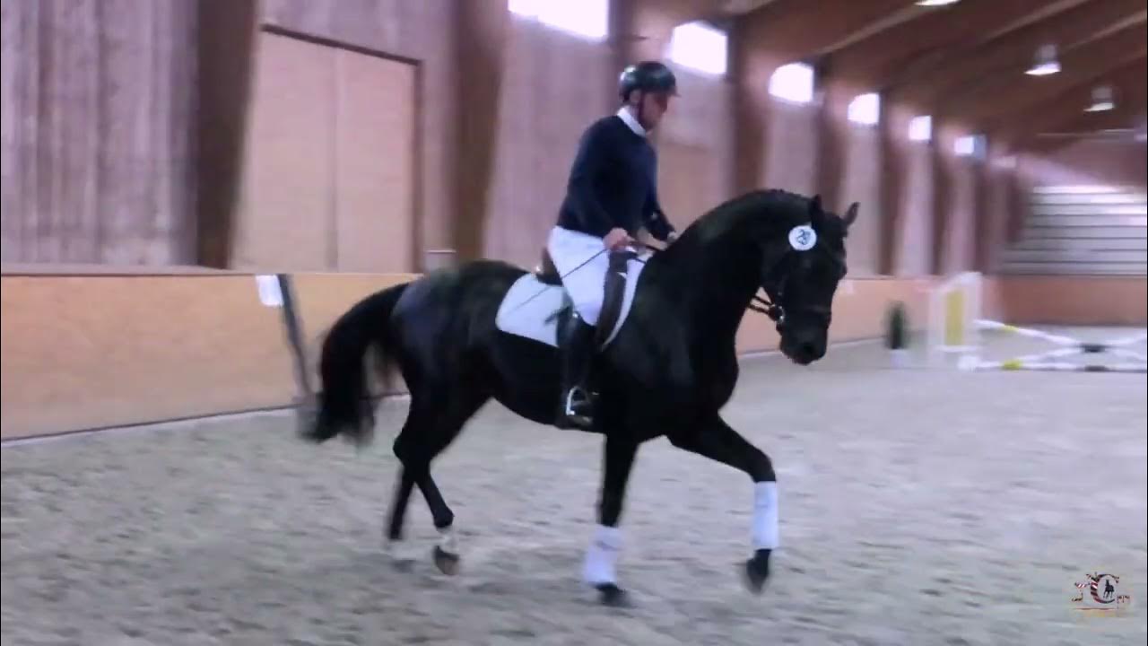 Metallica the start of the stallion performance test october 01