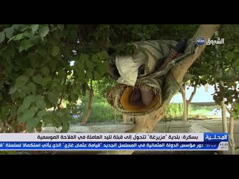 بسكرة بلدية مزيرغة تتحول الى قبلة لليد العاملة في الفلاحة الموسمية