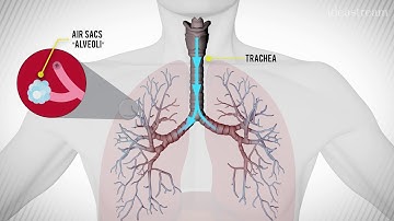 What Happens During An Asthma Attack?