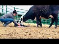 Watch a heifer cow give birth