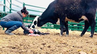 Watch a Heifer Cow Give Birth!