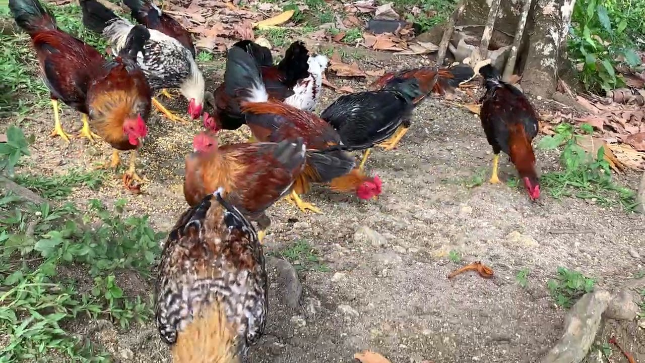 Machero de Hacienda Siri ✅🙏✍️