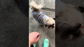 Прораб пришел на стройку 😀