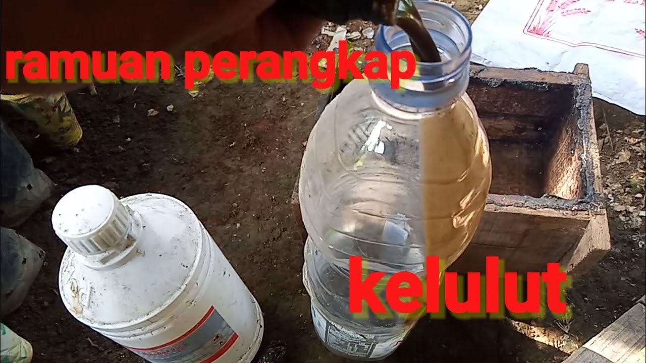 cara membuat ramuan perangkap kelulut