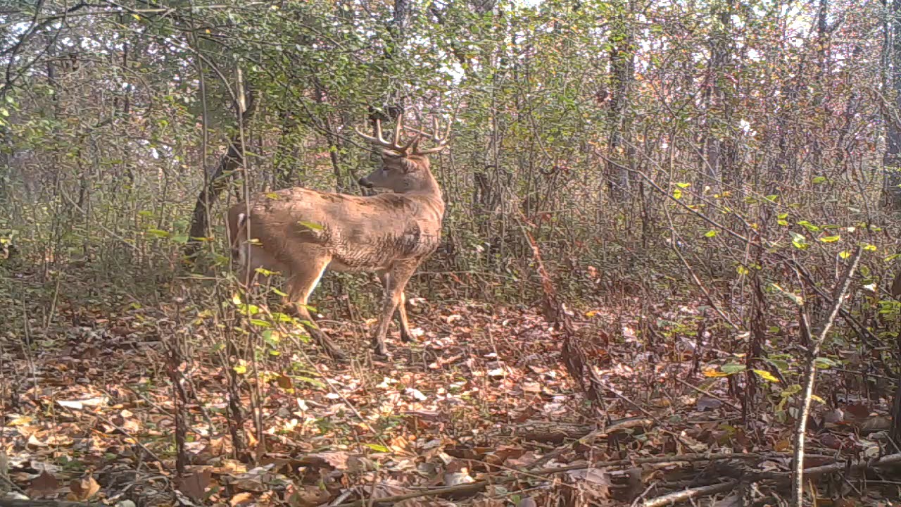 Ten point buck with wide rack. - YouTube