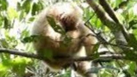 Cute Gibbons Playing & Climbing