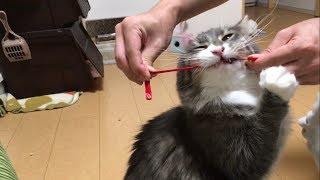 すごい顔で噛む猫 ノルウェージャンフォレストキャットscowling face.Norwegian Forest Cat.