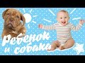 РЕБЁНОК И СОБАКА | ПОЛЬЗА СОБАК ДЛЯ ДЕТЕЙ