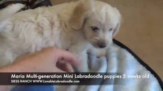 Mariapups5wk by siessranch1 300 views 7 years ago 5 minutes, 20 seconds