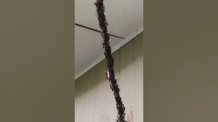 Army ants build a bridge to invade a wasp nest