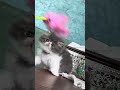 ШґЩ Ш Ш Ш Щ Ш ШіЩ рџҐ Ш Щ Щ Щ Щ Щ Ш Ш Ш Щ Щ Щ ЩЉ ШЄШ Щ Щ рџ Щ Ш Ш Ш Щ Ш Щ Ш Ш Ш Щ Ш Щ Ш Щ Щ Ш рџ рџђѕ Khawagacattery Щ Ш Ш Ш Щ Ш Щ Ш Ш Ш Cat ШґЩ Ш Ш Ш Щ Ш ШіЩ рџҐ Ш Щ Щ Щ Щ Щ Ш Ш Ш Щ Щ Щ ЩЉ ШЄШ Щ Щ рџ Щ Ш Ш Ш Щ Ш Щ Ш Ш Ш Щ Ш Щ Ш Щ Щ Ш рџ рџђѕ Khawagacattery Щ Ш Ш Ш Щ Ш Щ Ш Ш Ш Cat