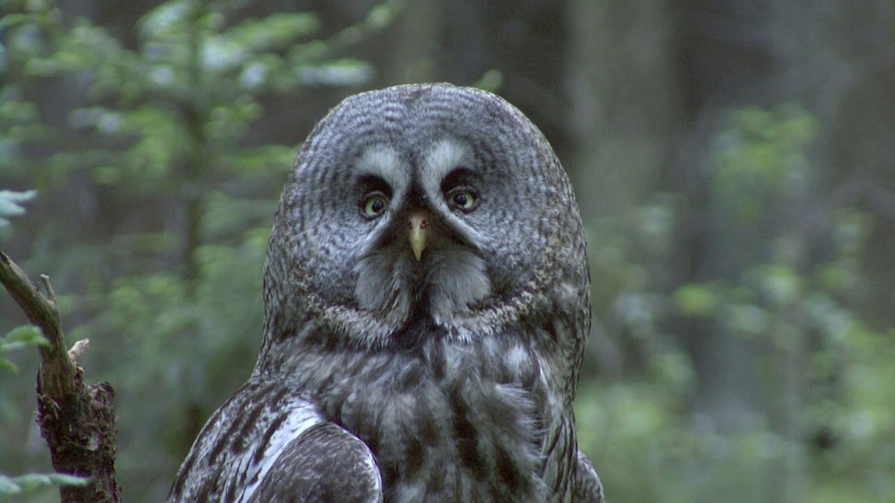 LAPPUGGLA Great Grey Owl (Strix nebulosa) Klipp - 3210 