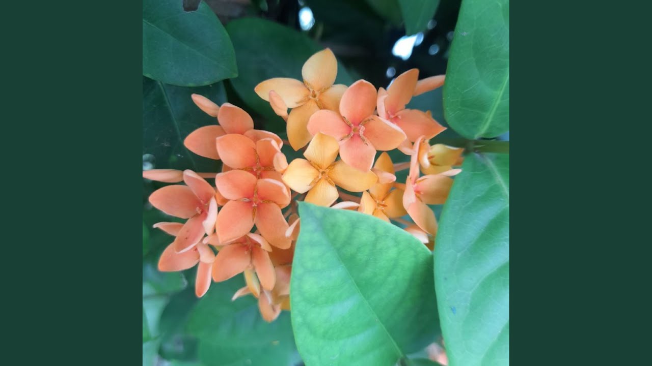 Sunshine In A Coffee Cup