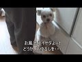 『恐怖に震えるマルチーズ②』 要注意-動物虐待 ではありません!!