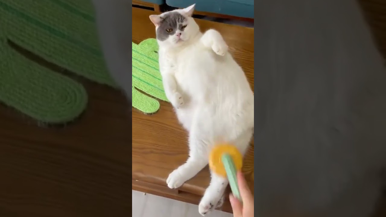 Self-Cleaning Cat Comb = Genius!