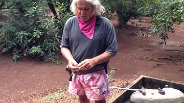 At the macadamia nut farm on Molokai