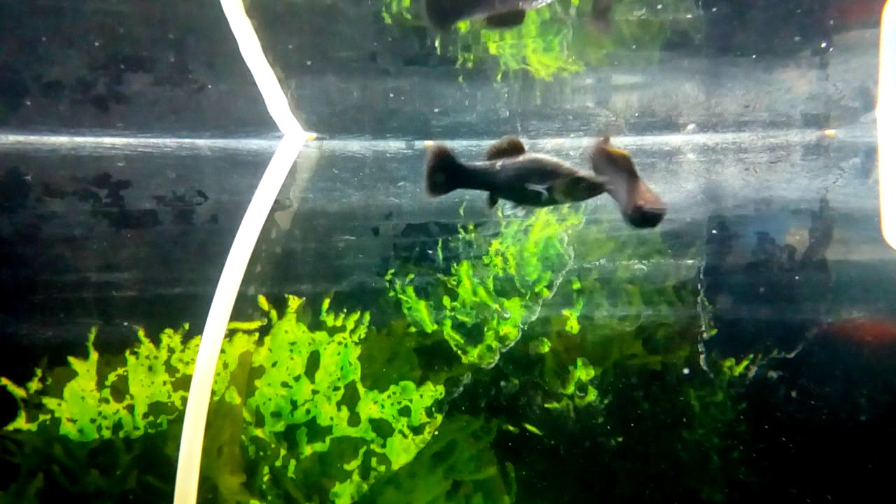 Mating behaviour of molly fish YouTube