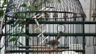 Masteran ciblek kristal ngebren ak47