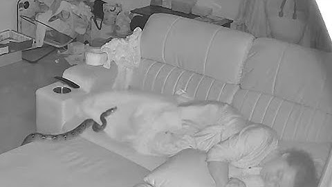 Ular piton menyelinap di atas nenek yang sedang tidur! Momen liar terekam kamera