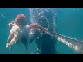 Pesca submarina - Variado de especies