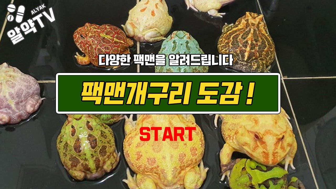 다양한 팩맨 개구리에 대해 알려드립니다 ! 알약의 팩맨도감 !
