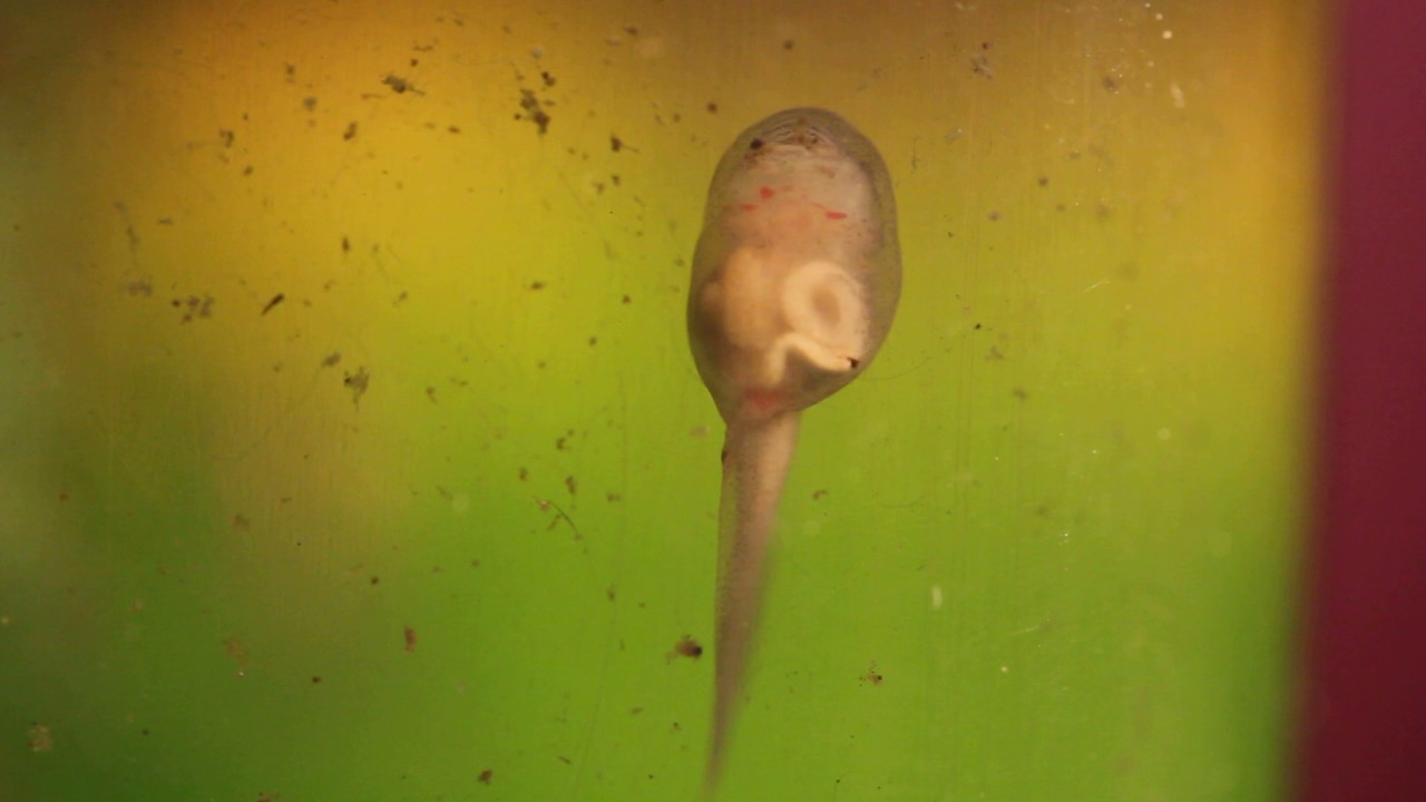 Fire Belly Toad Tadpole Heartbeat Youtube