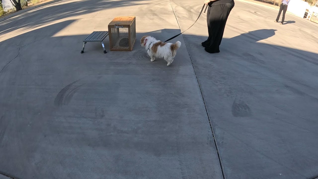 58. Jack Russell Tough Guy YouTube