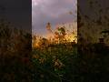 Golden Sunset Flower Glow#nature