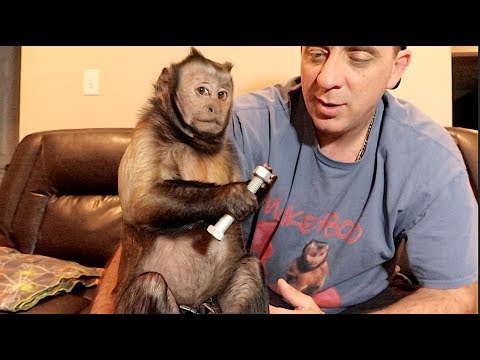 sweet potato Monkey Playing and Loving!