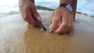 How To Catch Beach Worms For Beach Fishing.. South Coast Nsw