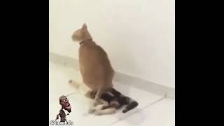 I Am Dulo Funny Vine Compilation #3