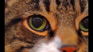 What to Know About Persian Cat Eye Care | Cat Eye screenshot 3
