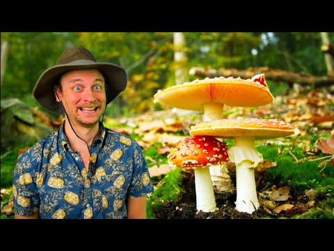 mushroom fun trip