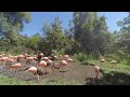 Flamingos (VR180)