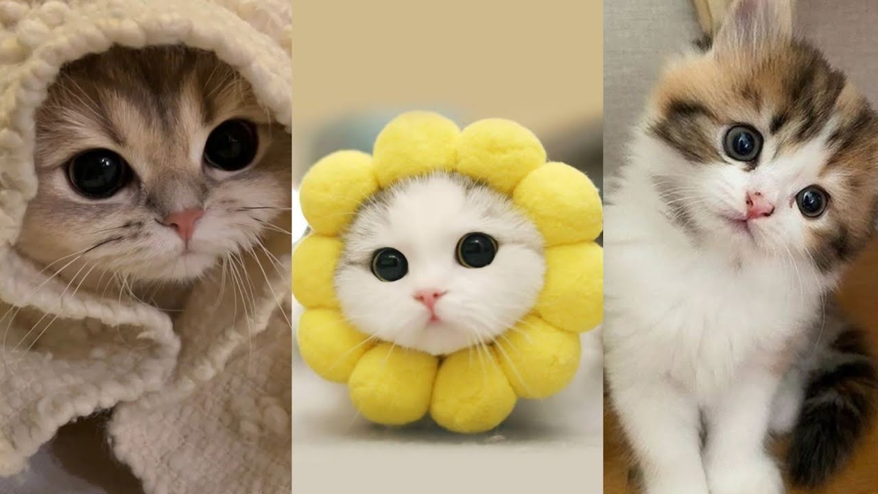 Baby Cat Cute Expression#cat#cutecat#cute #funnycats #cute - YouTube