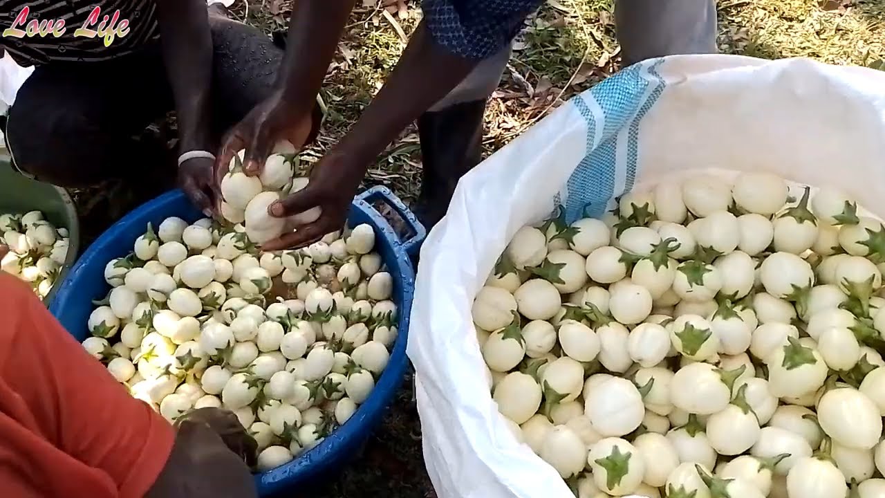 Getting your Garden Egg ready for Export After Harvesting || Growing Eggplants in Uganda Part 8