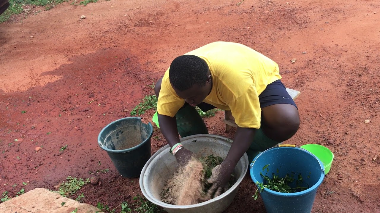 Rabbit feed and grass mix #anythingrabbit #rabbitfeedformulation #rabbitfarminginghana