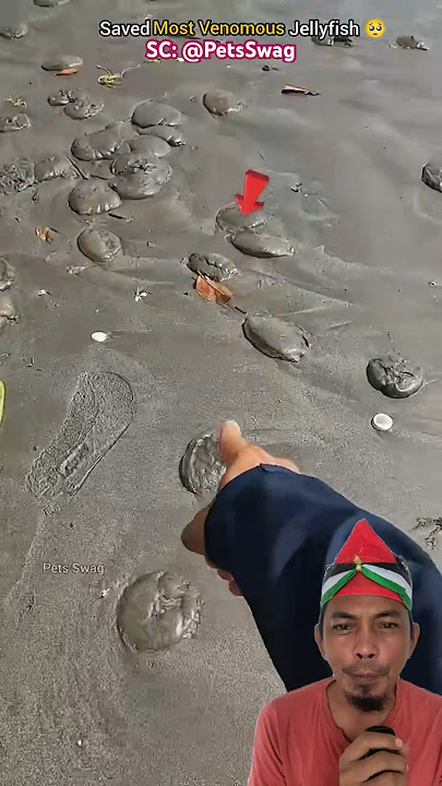 UBUR-UBUR TERDAMPAR DI PANTAI #beach #fishing #seafood #ocean #trending #animals #jellyfish