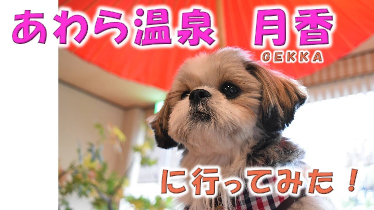 【犬連れ旅行】あわら温泉月香に行ってきました！【シーズー】