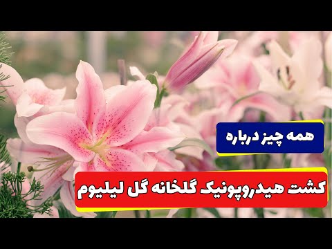 گلخانه هیدروپونیک گل لیلیوم ، از کاشت تا برداشت و نکات مهم پرورش گل