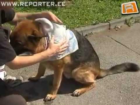 Video: Armastavad Lemmikloomad Meenutavad õhupuhastatud Koera Maiuseid