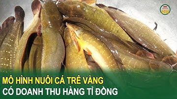 Mô hình nuôi cá trê vàng có doanh thu hàng tỉ đồng ở huyện Khoái Châu
