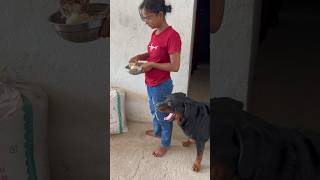 Gabbar ko lagi bhukh🐶 #rottweiler #shortsfeed #shorts #dogfood #funny