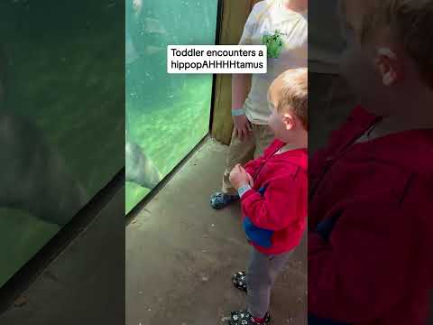 Toddler encounters a hippopAHHHHpotamus
